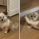 Hearts Melt as Deaf Rescue Dog Insists on the Same Morning Routine Every Day