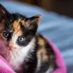 Tiny Kittens Climbing Toward ‘Freedom’ for the First Time Are Impossible to Resist