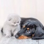 Dachshund’s Adorable Love Story With the Family Cat Feels Like a Real-Life Disney Tale