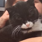 Toothless Cat Evades Rescuers for 8 Months Before Finally Choosing to Come Inside