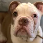 Dog Who Protected Her Puppies During a Brutal Attack Finally Finds a Safe and Loving Home