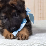 German Shepherd Puppy Breaks Out of His Playpen Like a Tiny Jailbreaker on a Mission