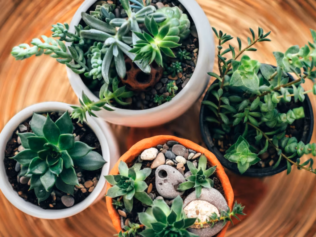 10 Pet-Friendly Succulents That Are Safe for Both Cats and Dogs