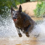 10 Dog Breeds That Are Similar to German Shepherds, According to Veterinarians