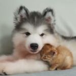 Tiny Orange Kitten Goes From Fearful to Loving as He Starts Cuddling With a Giant Alaskan Malamute Puppy