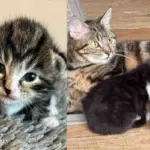 Family Takes in Cat Found Near the Woods Just in Time So Her Kittens Avoid the Cold