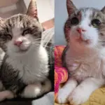 Rescued Street Cat Begins to Shine—His Little Smile Warms Hearts Everywhere
