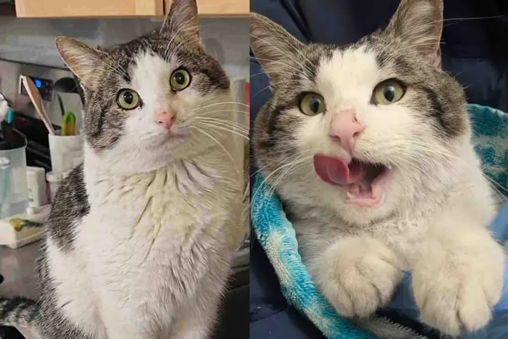 Cat Finally Leaves Outdoor Life