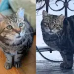After Years Outside, Cat Tries Indoor Life for the First Time and Never Looks Back