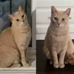 Cat Left Outside Finds His Way Back Indoors and Wins Over the Family Who Took Him In