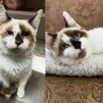Kitten Thought to Be Younger Turns Out Older—But Thrives Into a Happy, Loving Cat Once Rescued