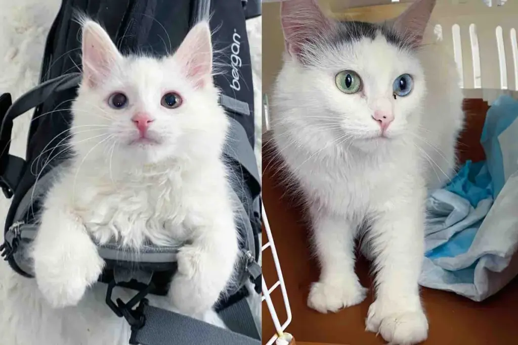 Kind Strangers Rescue a Kitten From the Cold and Decide to Take in His Look-Alike Mother Too