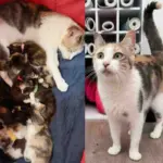Mother Cat With Four Kittens Also Takes in Five More Who Needed Care