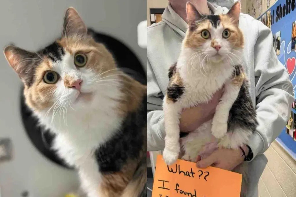 Cat Found in a Field Looking Like a Kitten Transforms and Finally Gets the Life She Deserved