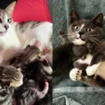Cats Rescued From Industrial Area Find Loving Humans Who Change Their Lives and Their Kittens’ Future