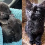 Kitten Spotted in a Garden Grows Into the Cat She Was Meant to Be as Her Story Comes Full Circle