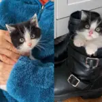 Kitten Found Alone Near a House Gets a Second Chance and Finds Love Among Other Cats