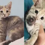 Family Fosters a Shelter Kitten—But the Young Cat Has Other Plans After Finding Her Person
