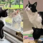 Cat Brings Her Kitten to a Neighbor’s Yard—Then Leaves Him in Trusted Hands
