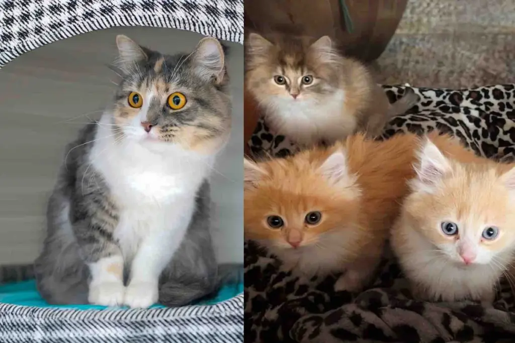 Cat and Her Kittens Found in Vacant Apartment Are Quickly Rescued by Kind People