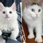 Kind People Rescue a Kitten From the Cold—and Refuse to Leave His Look-Alike Mother Behind