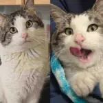 Cat Leaves Outdoor Life Behind for a Comfortable Home—and Thrives Happier Than Ever