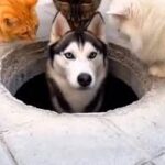 21 Heartwarming Husky Memes Packed With Fluffy Chaos and Doggo Fun