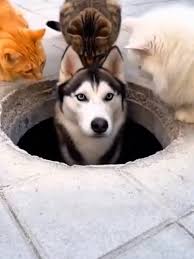 Heartwarming Husky Memes