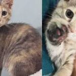 They Decide to Foster a Shelter Kitten, But This Young Cat Has Plans of Her Own After Finding Her Forever Person
