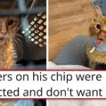 ‘That’s Fine, Buddy, We’ve Got You Now’: Shelter Takes In Injured, Abandoned Microchipped Kitten, But His Owners Refuse to Take Him Back