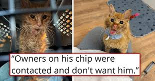 Abandoned Microchipped Kitten