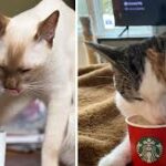 22 Caffeinated Cat Pictures of Felines Craving Their Cozy Cup of Catpuccino