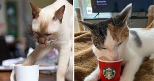 Caffeinated Cat Pictures