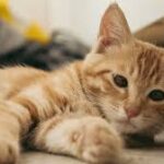 Paralyzed Cat Patiently Waits for His ‘Foot Bath’ Sitting Just Like a Tiny Human