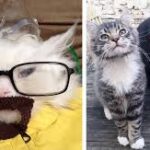 26 Funny Feline Photos Perfect for the Whole Fluff-Loving Family