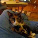 From a 10-Year-Old Child to a 31-Year-Old Adult, One Person Shares the Beautiful Journey of Growing Up With Their Cat Soulmate: ‘My 21-Year-Old Best Friend Since Childhood’