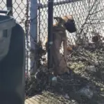 Woman Drives 8 Hours to Rescue Dog Her Ex Left Behind at a Shelter