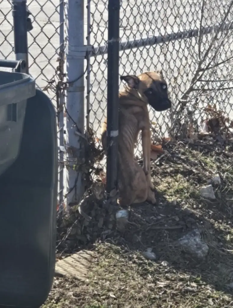 Cat Finally Leaves Outdoor Life