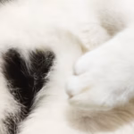 Tuxedo Cat Gives Birth to Three Precious Kittens Who Look Just Like Her