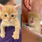 They Take in a Kitten Found in the Middle of Highway and Help Her Grow into Most Charming Little Cat