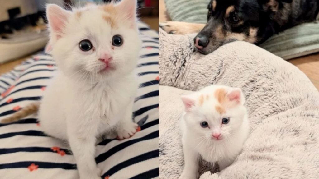 They Take in Kitten Who Needs Help,