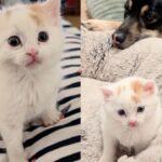 They Take in Kitten Who Needs Help, and He's Immediately Drawn to House Canines, Following in Their Footsteps