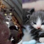 Cat Hid Her Kittens in a Tin Barrel Until Help Arrived, Then She Tried Indoor Living for the First Time