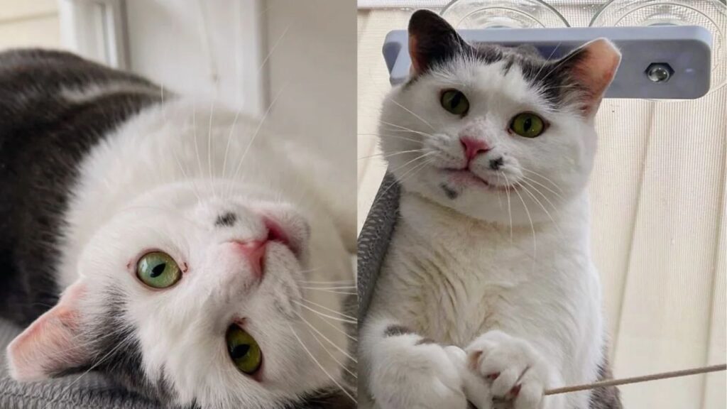 Giving Her All at Vet Clinic