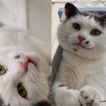 Cat Giving Her All at Vet Clinic, Trying to Get Herself Noticed Until She Has Place She Can Call Home