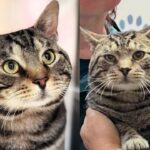 Kind People Went to Help Street Cats from a Community and Came Across One that was Unlike the Others