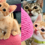 Woman Gives Cat Much-needed Spare Room so She and Her Three Kittens Can Live Better Life