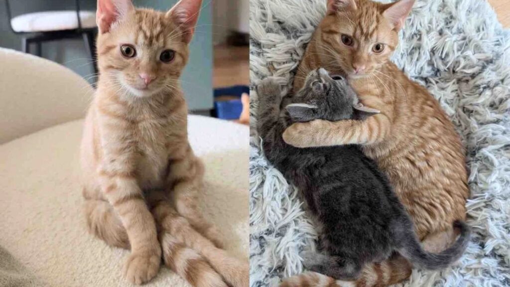 Cat Takes in a Kitten