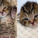 Kitten, Just Days Old, Shows Incredible Spirit After Being Found in Street, Capturing Hearts of Everyone