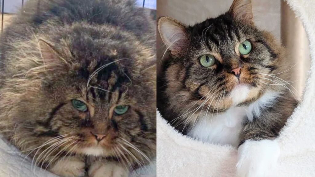 Gentle Tom Cat Stumbled